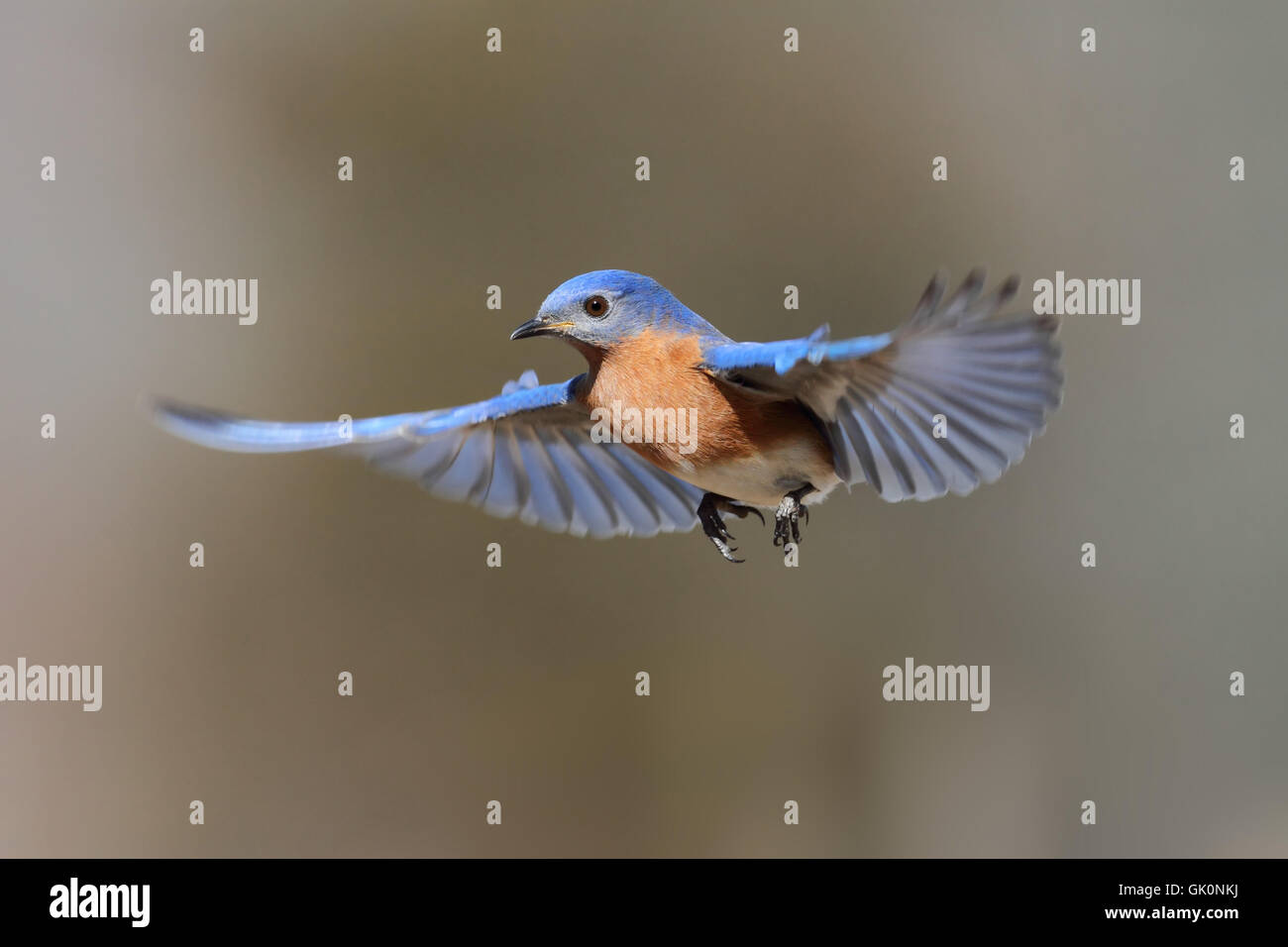 oiseau bleu sauvage Banque D'Images
