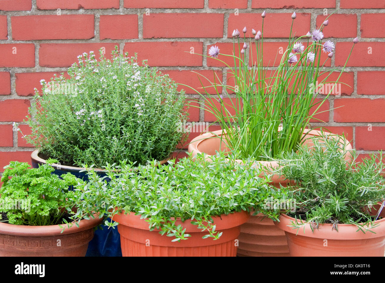 herbes culinaires Banque D'Images