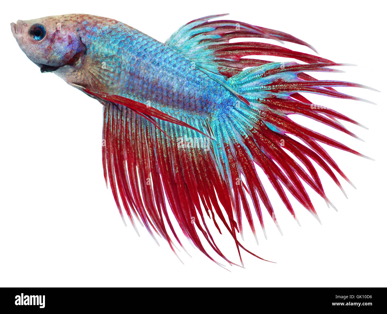 Les poissons d'aquarium animaux Banque D'Images