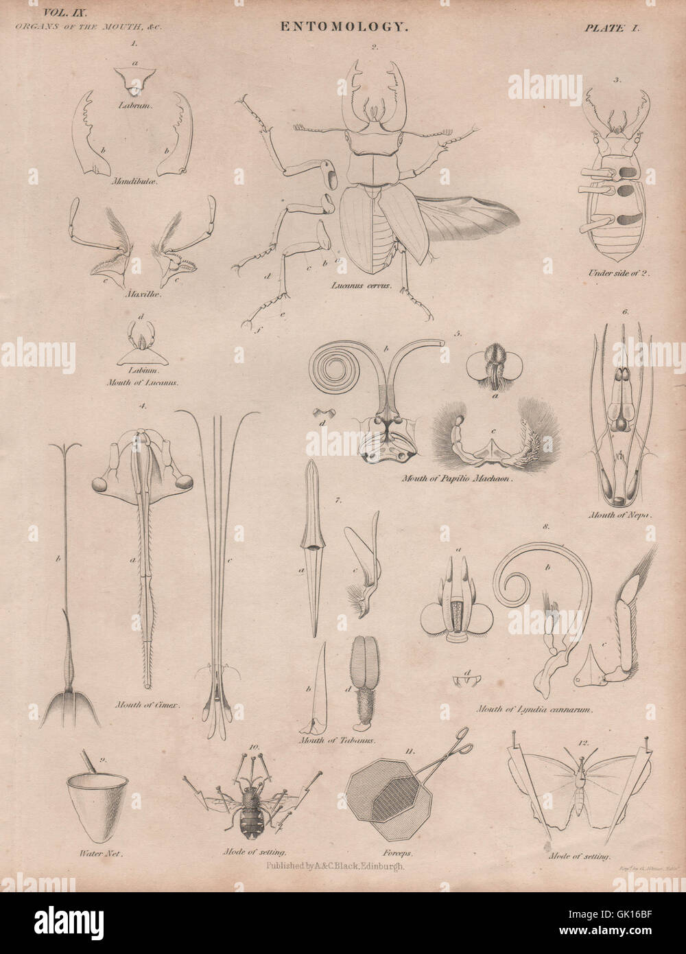 L'ENTOMOLOGIE 1. Beetle insecte l'anatomie. BRITANNICA, antique print 1860 Banque D'Images