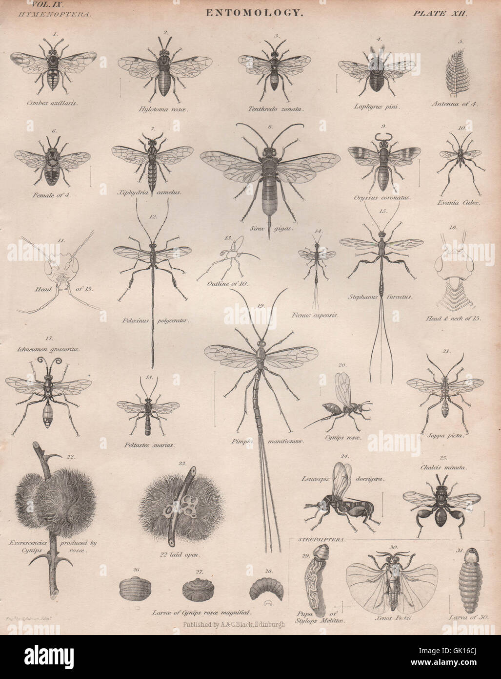 12 entomologie. Les insectes mouches voler les bogues. BRITANNICA, antique print 1860 Banque D'Images