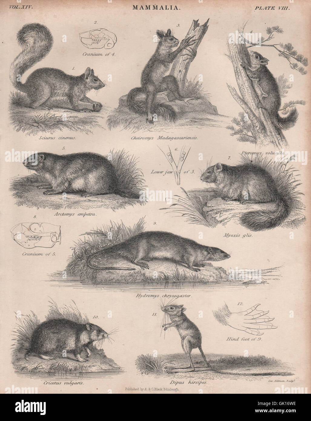 Fox écureuil. Aye-aye. Assapan. Marmot. Dormeuse. Rat d'eau. Jerboa Hamster.1860 Banque D'Images