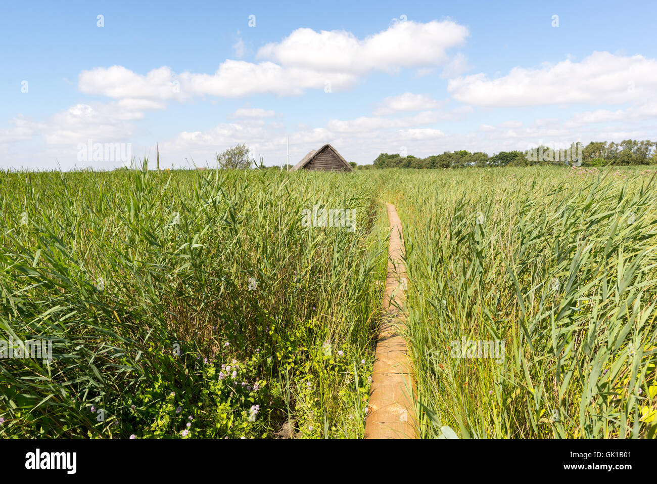 Un sentier mène à travers les vastes roselières dans une hutte de chaume qui semble être plongé dans la végétation. Horsey Estate, Norfolk. Banque D'Images