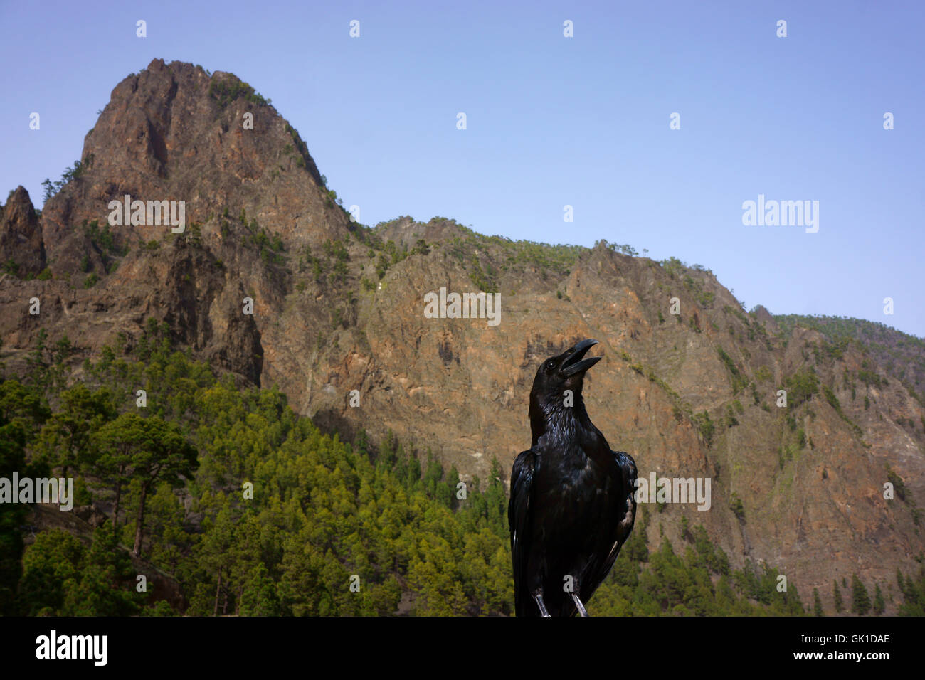 Grand Corbeau (Corvus corax tingitanus) Mirador de los Roques dans la Caldera de Taburiente, île de La Palma, Îles Canaries, Espagne Banque D'Images