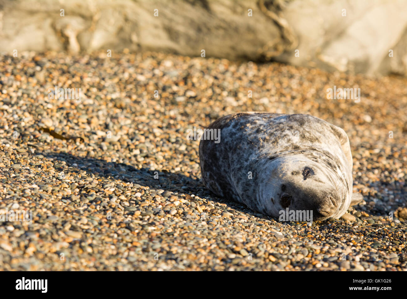 Couchage du phoque gris sur Stony Beach Banque D'Images