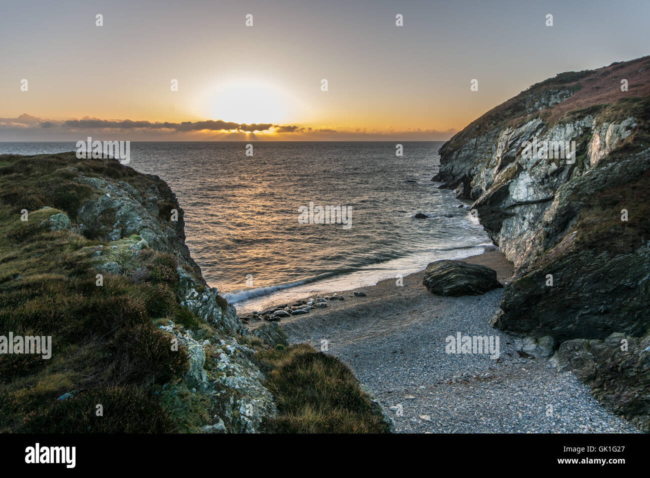 Avis de rocky cove avec colonie de phoques gris sur la plage de Wicklow en Irlande au lever du soleil Banque D'Images