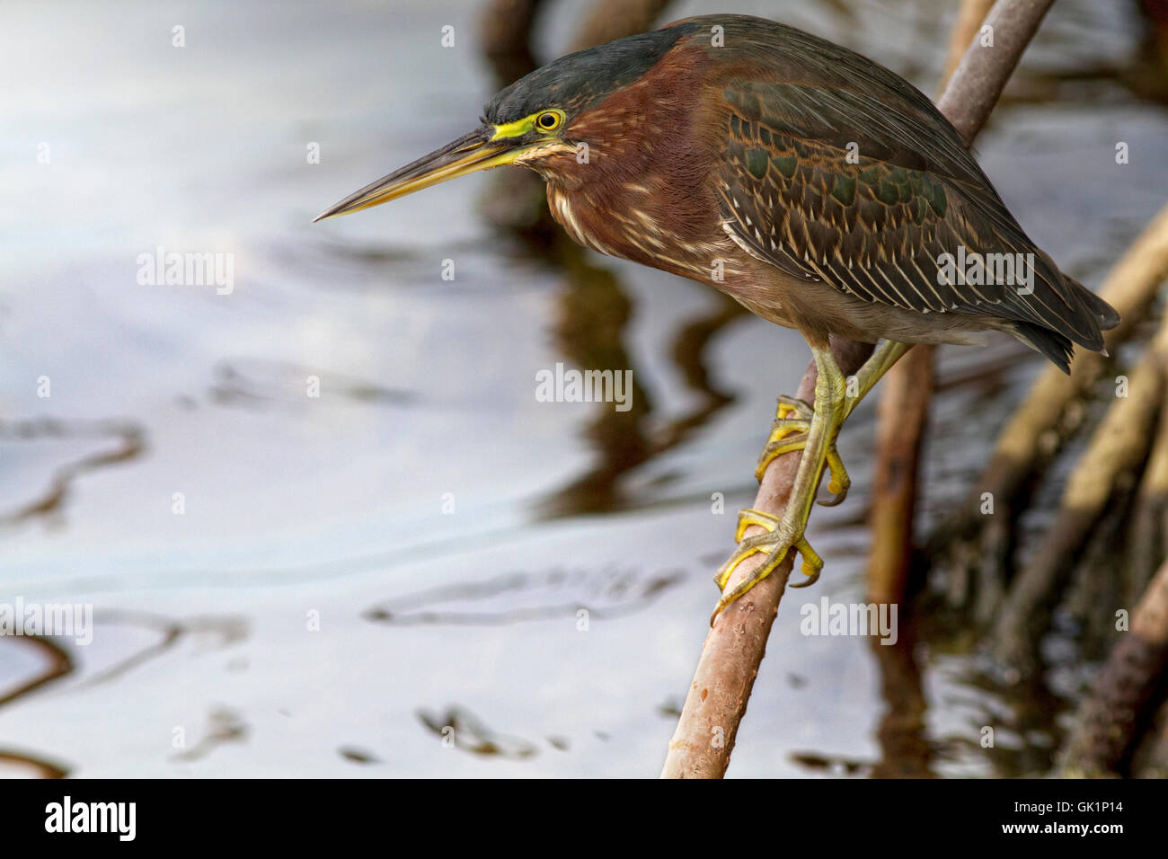 Le Héron vert se concentre sur les eaux sous les racines de la mangrove c'est sur la recherche de proies-Key Largo, en Floride. Banque D'Images