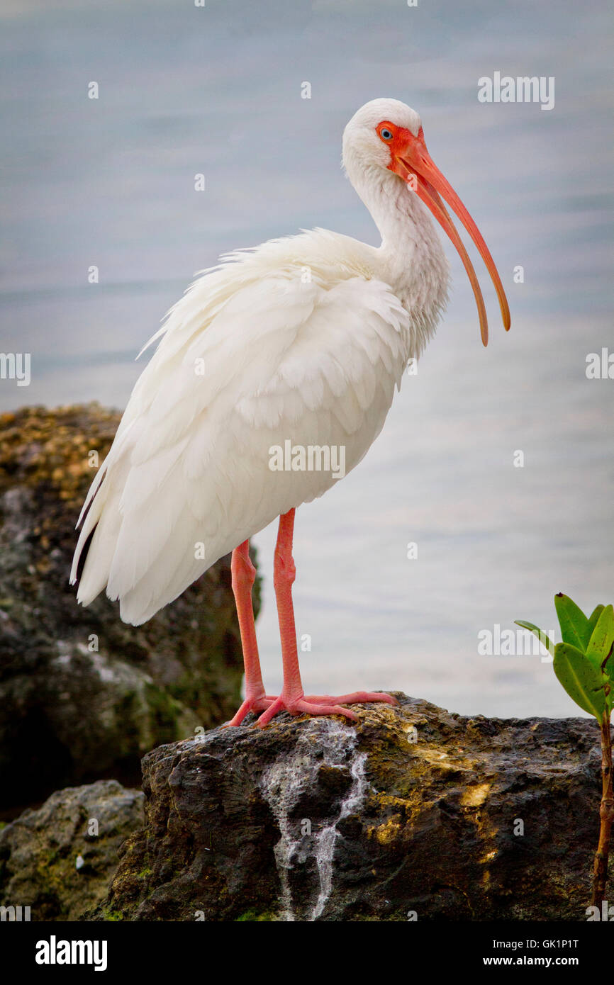 Ibis blanc perché sur coraliferous rock le long de la baie de Floride à Key Largo, Floride Banque D'Images
