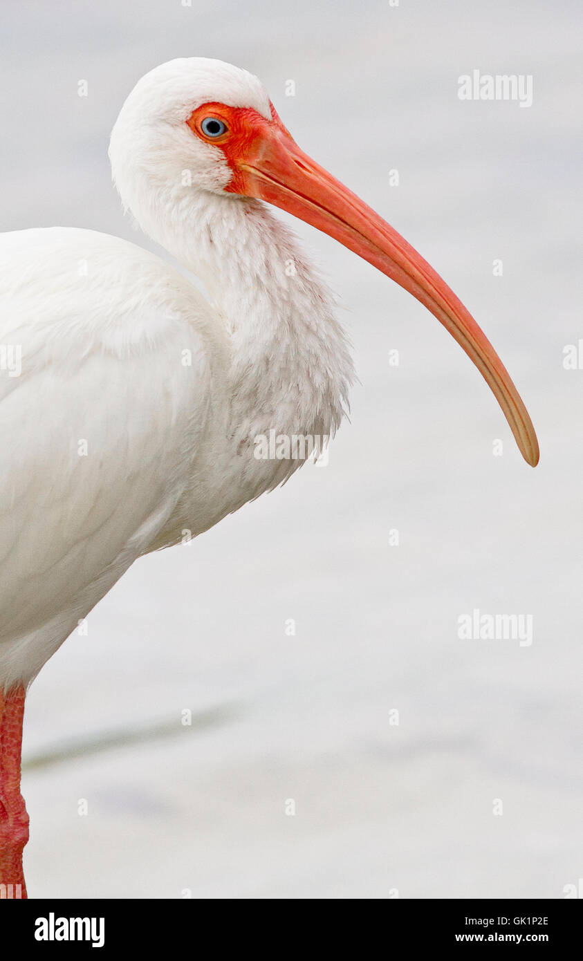 Dans ce profil de l'Ibis blanc, son bec et pattes rouge coloré et lumineux yeux bleus se détachent sur mer pâle. Banque D'Images