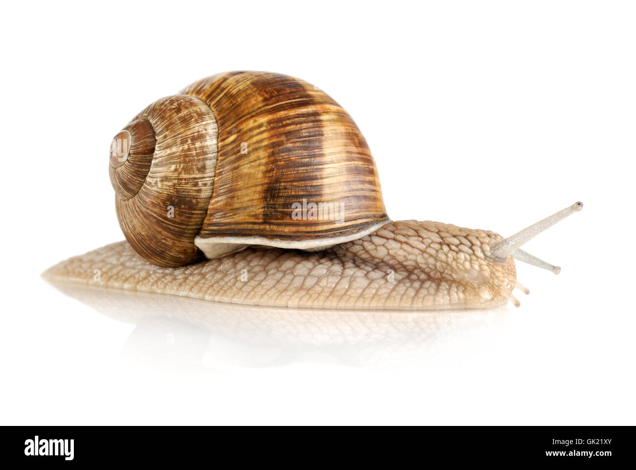 Snail studio shot on white Banque D'Images