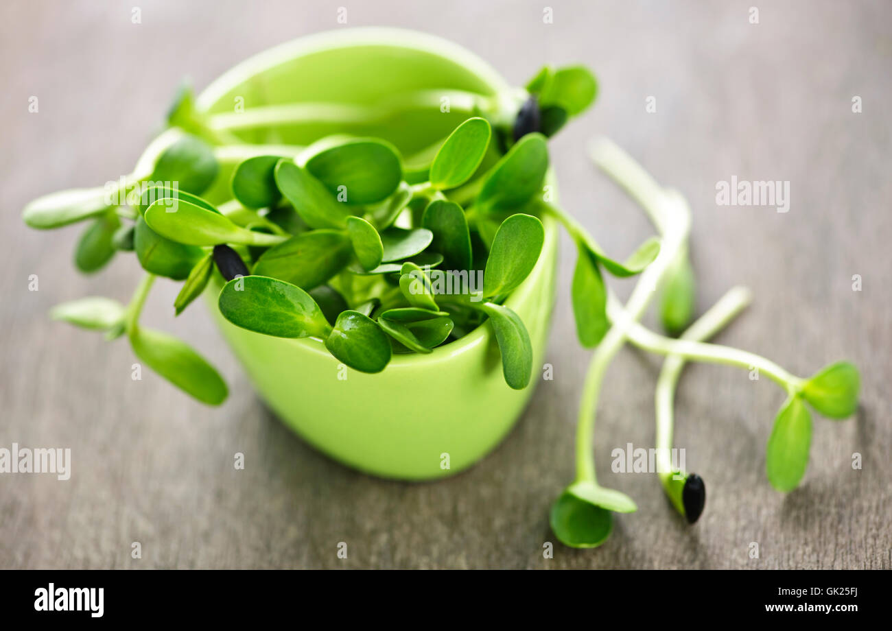 Plante de tournesol fleur Banque D'Images