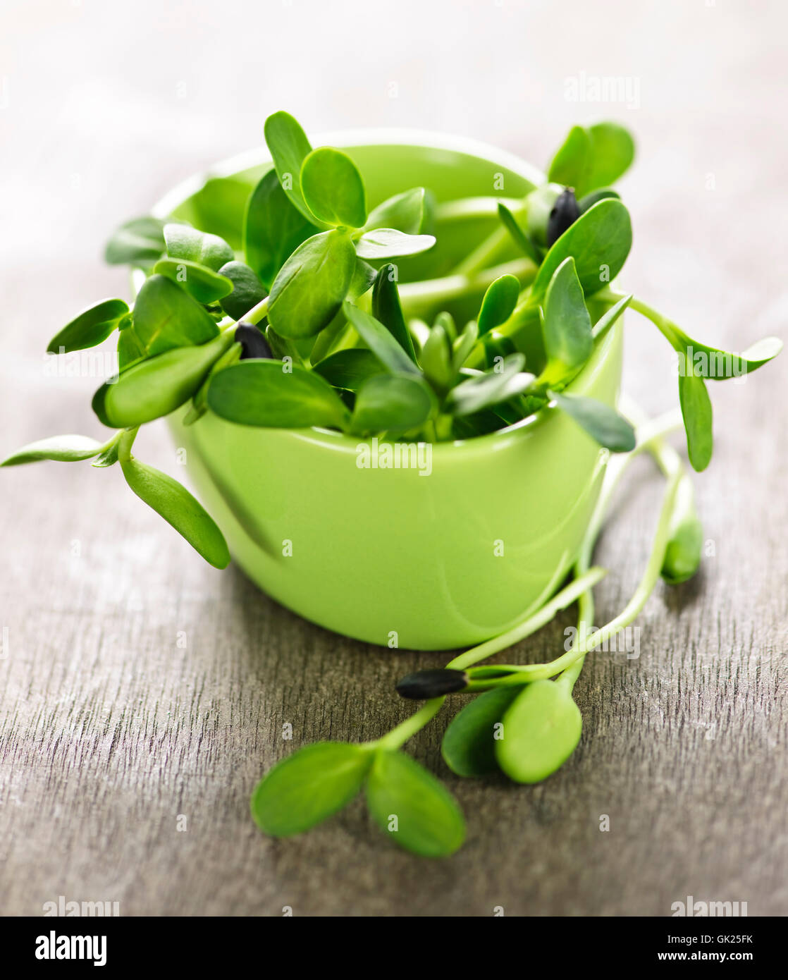 Plante de tournesol fleur Banque D'Images