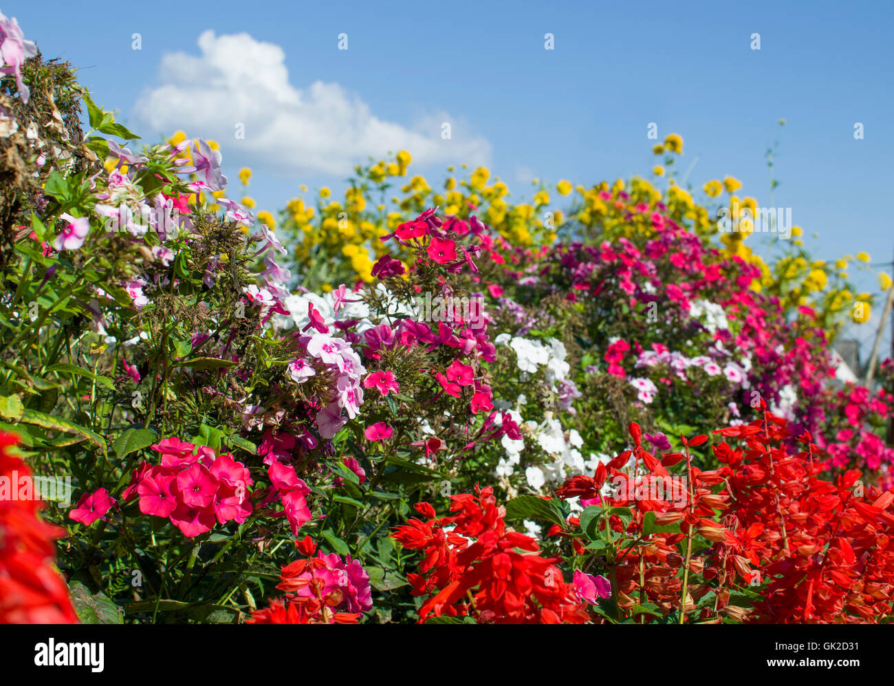 Le lit avec de belles fleurs cultivées,un lit, un jardin, fleurs, flore, fleurs, plantes, roses, rouges, l'été, blanc, jaune Banque D'Images