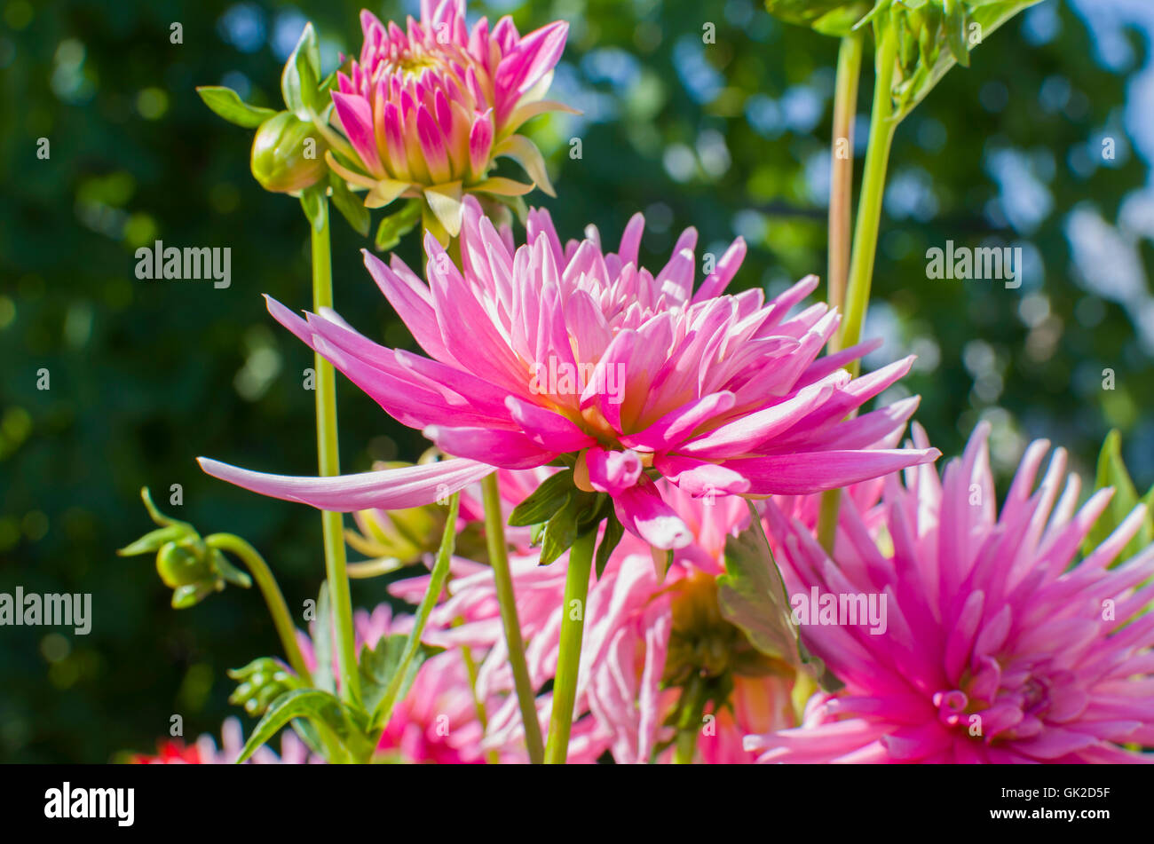 Dahlia fleurs cultivées belle rose, fleurs, jardin, rose, jardin, plante, été, flore, fleurs, Août Banque D'Images