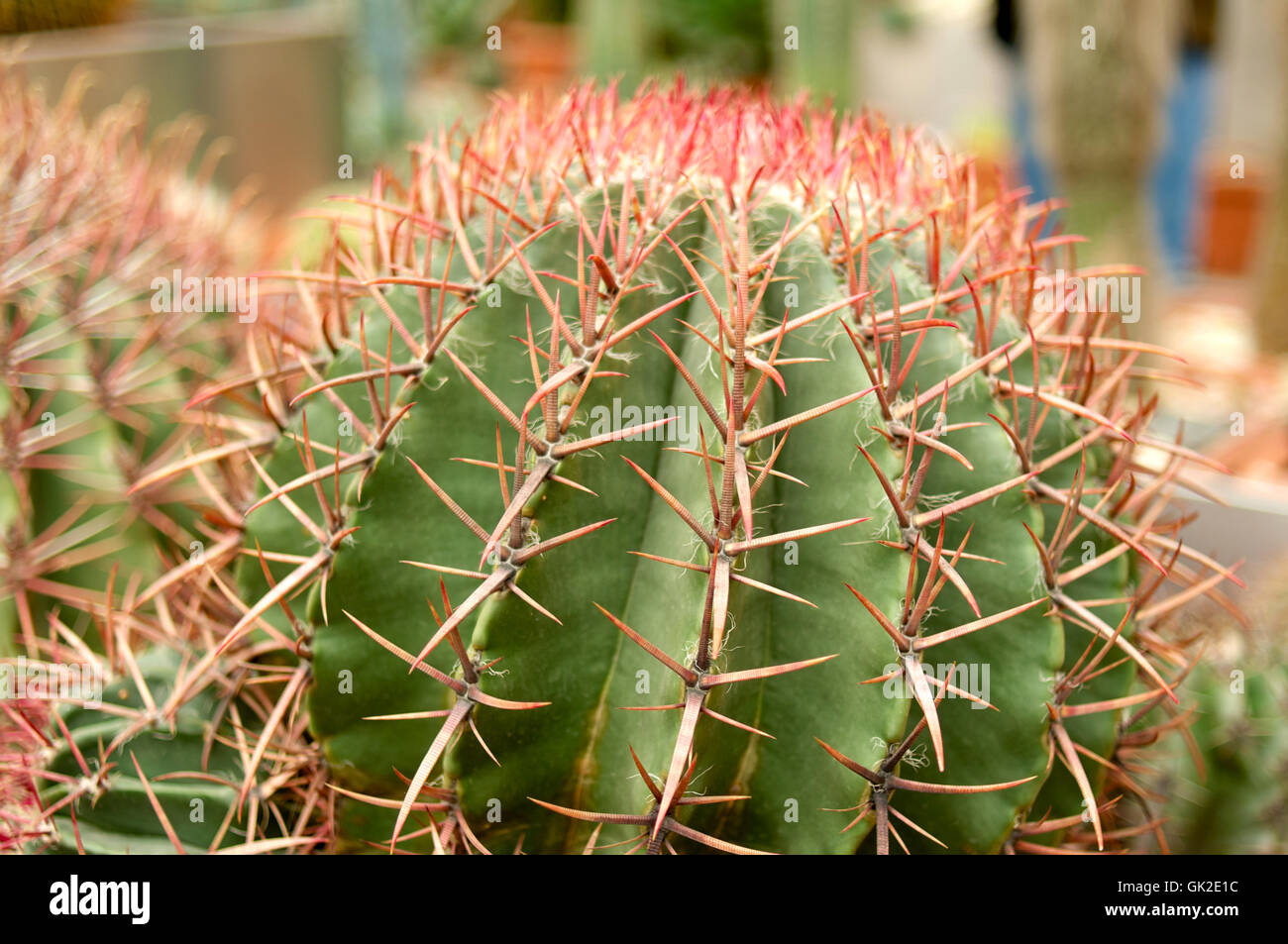 Gros cactus rond avec épines rouge close up Photo Stock - Alamy