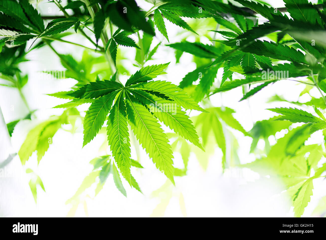 Feuilles de cannabis devant un fond blanc Banque D'Images