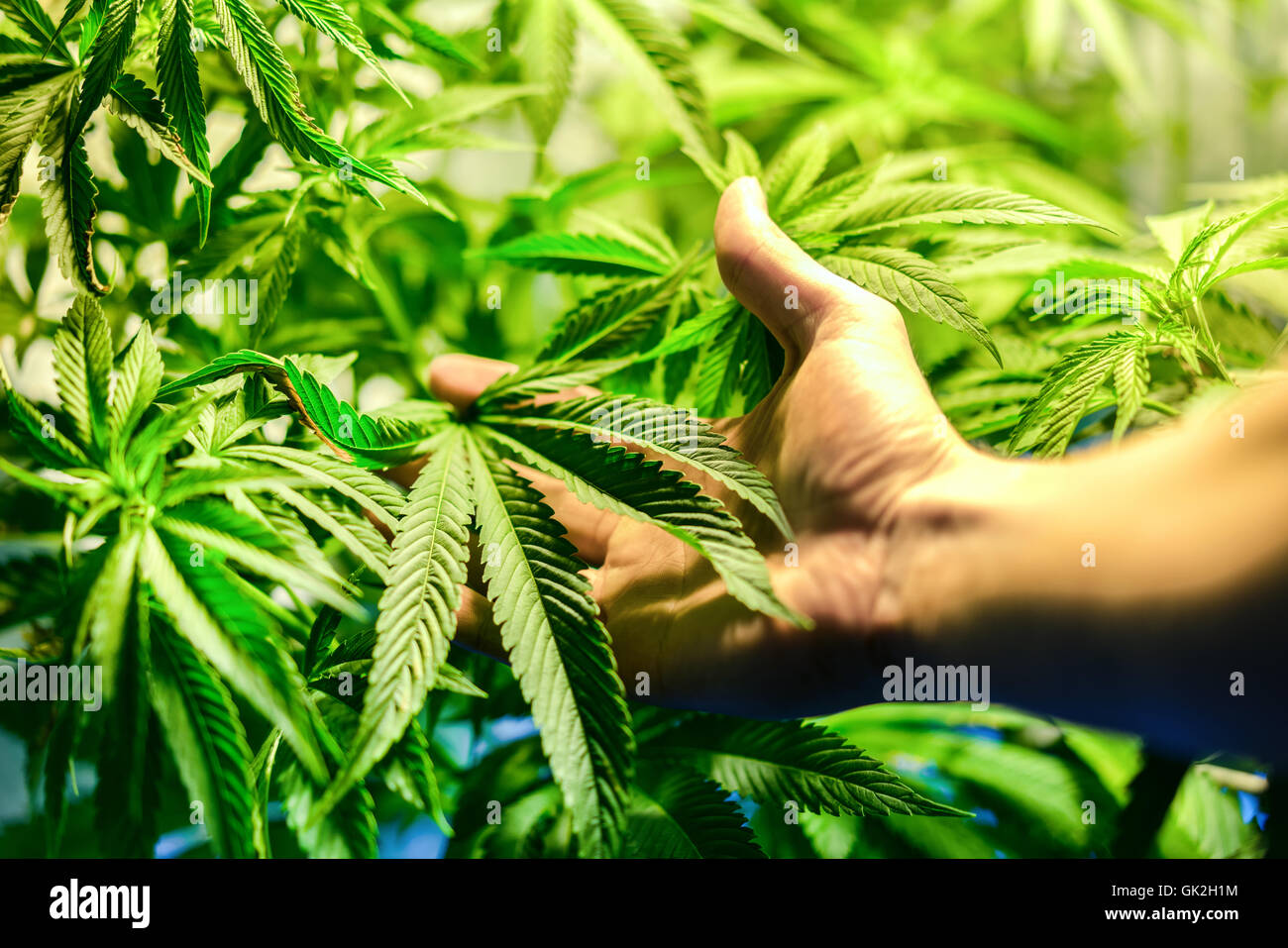 Plantation de cannabis en intérieur avec une main à l'avant-plan Banque D'Images