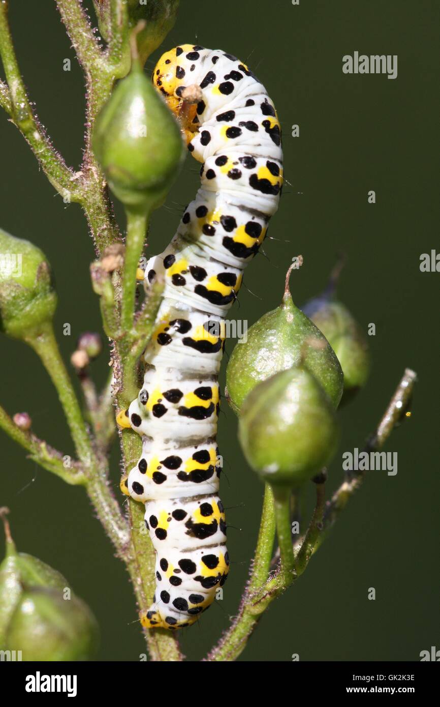 Caterpillar papillon hiboux Banque D'Images