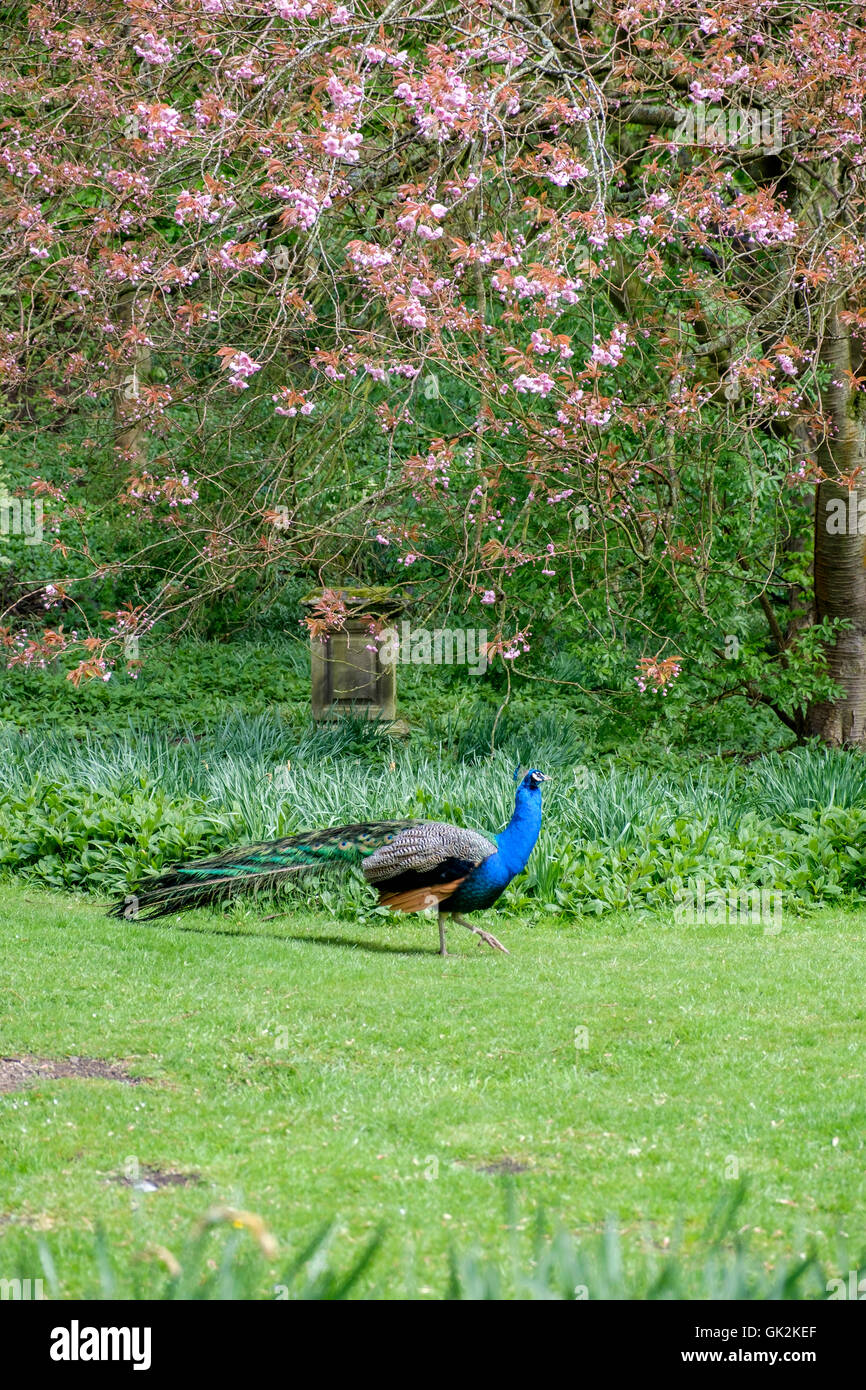 Portrait format image peacock avec son plumage vert et bleu coloré marcher sur un fond de fleurs rose Banque D'Images