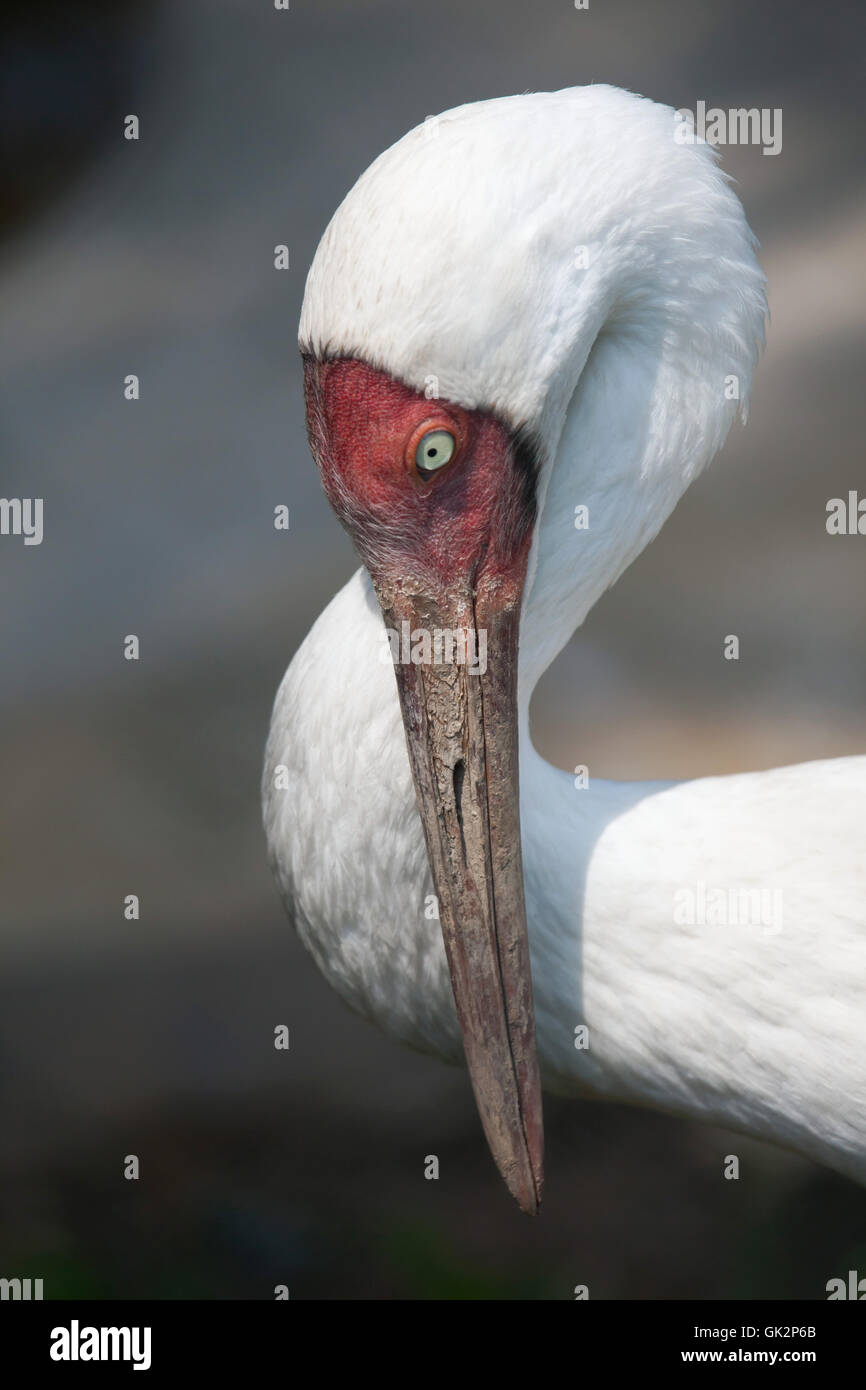 Grue sibérienne Banque de photographies et d’images à haute résolution — free download