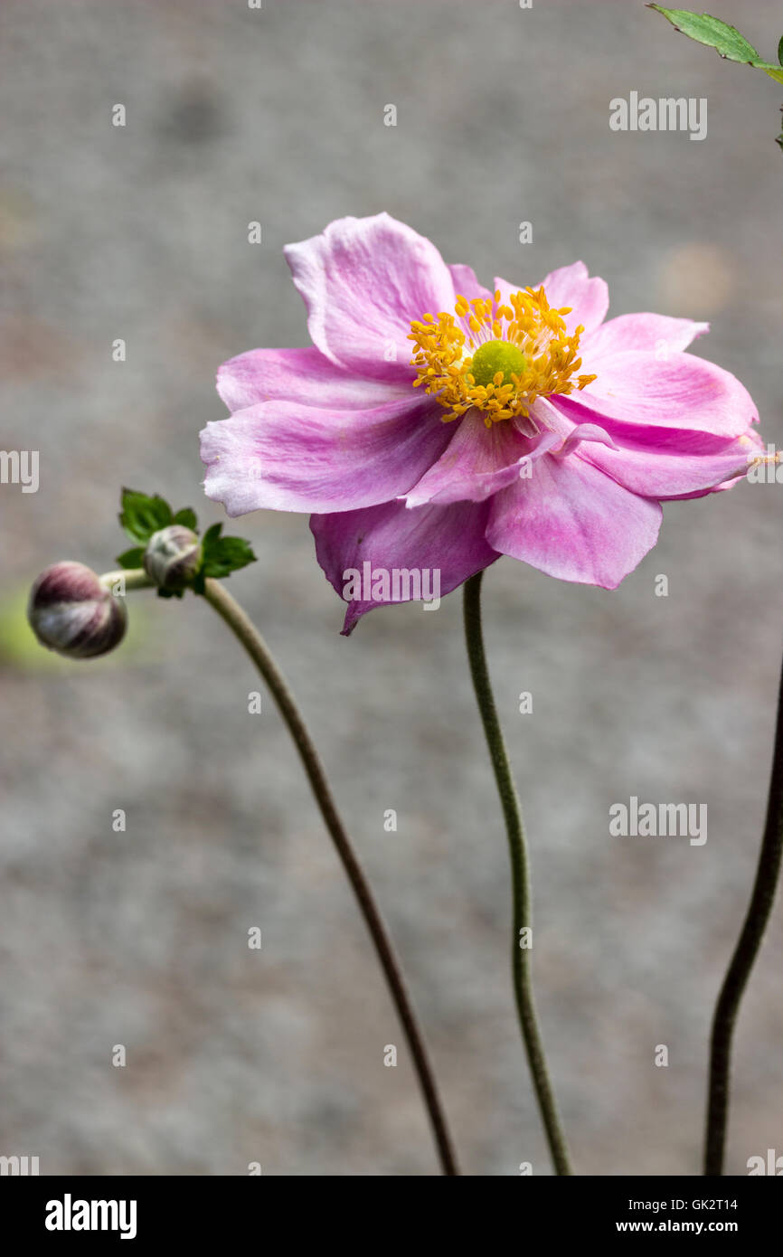Seule fleur semi-double, de l'anémone du Japon rose, Anemone x hybrida  'Reine Charlotte' Photo Stock - Alamy