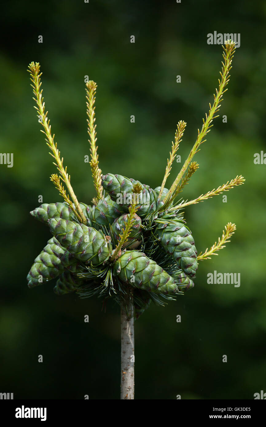 Le genévrier commun (Juniperus communis). Usine de conifères. Banque D'Images