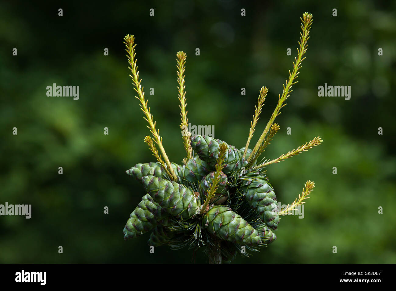 Le genévrier commun (Juniperus communis). Usine de conifères. Banque D'Images