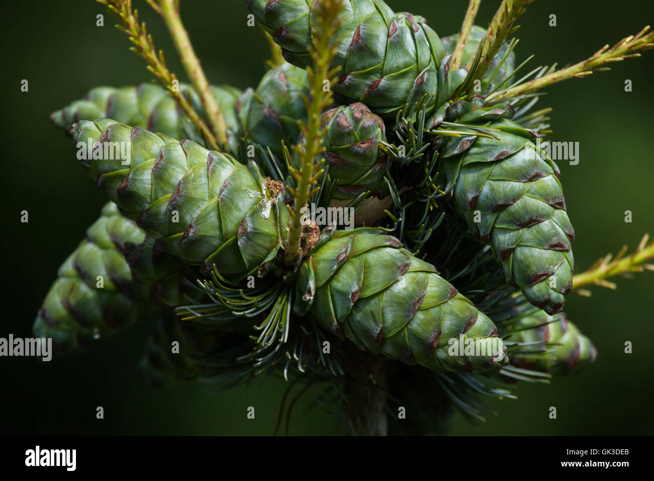 Le genévrier commun (Juniperus communis). Usine de conifères. Banque D'Images