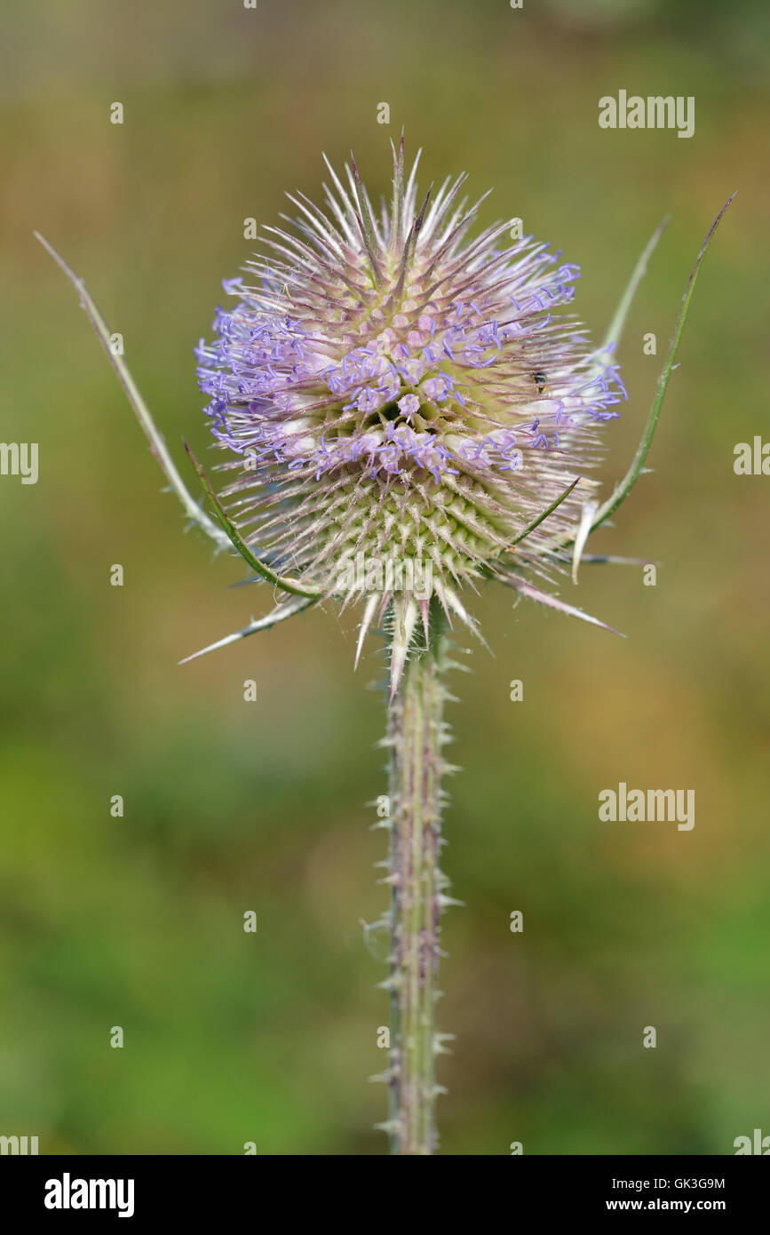 - Cardère sauvage Dipsacus fullonum Pic Fleur d'été Banque D'Images