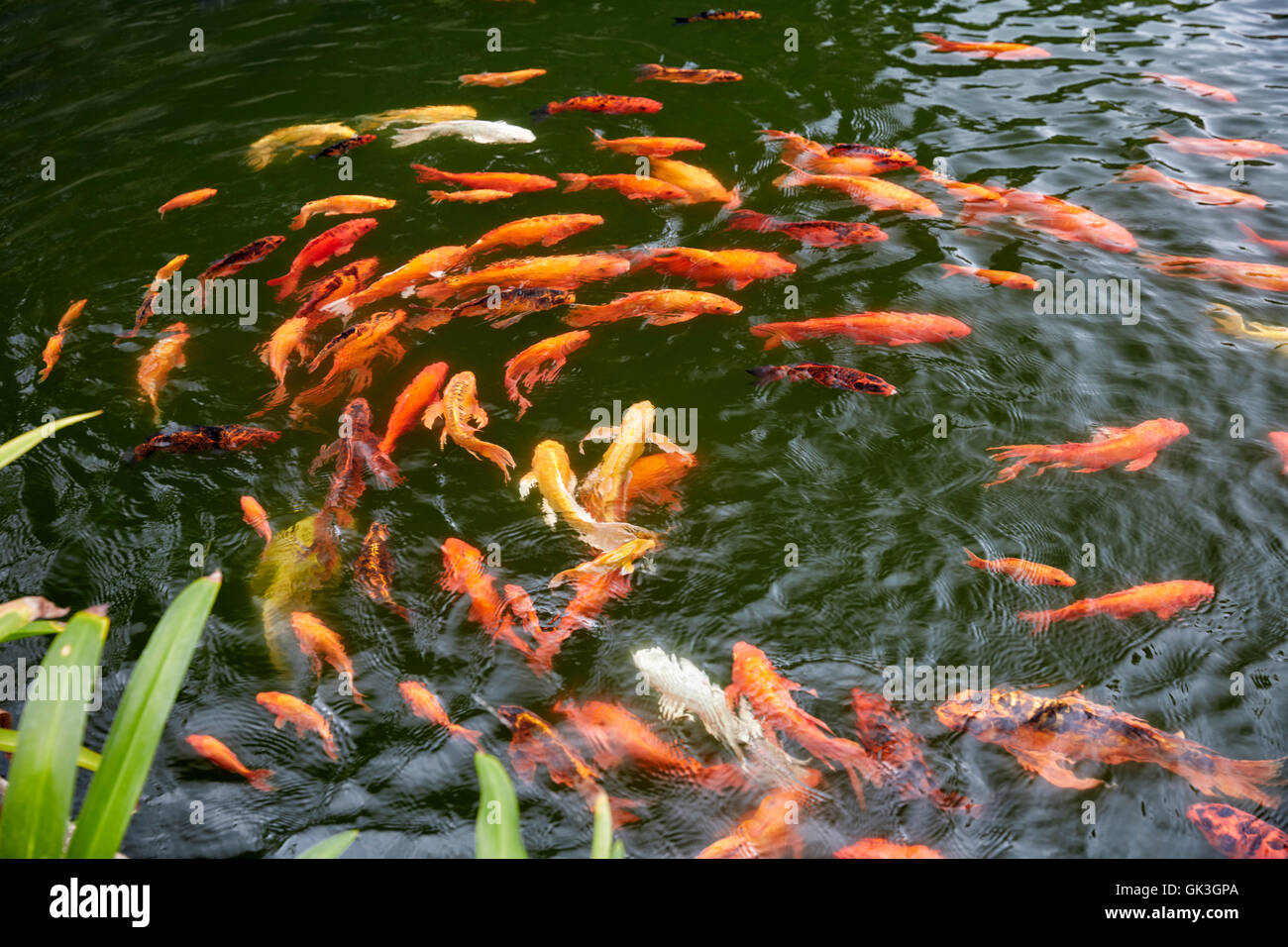 Vue de dessus des carpes Koi dans un étang à poissons. Hoi an, province de Quang Nam, Vietnam. Banque D'Images