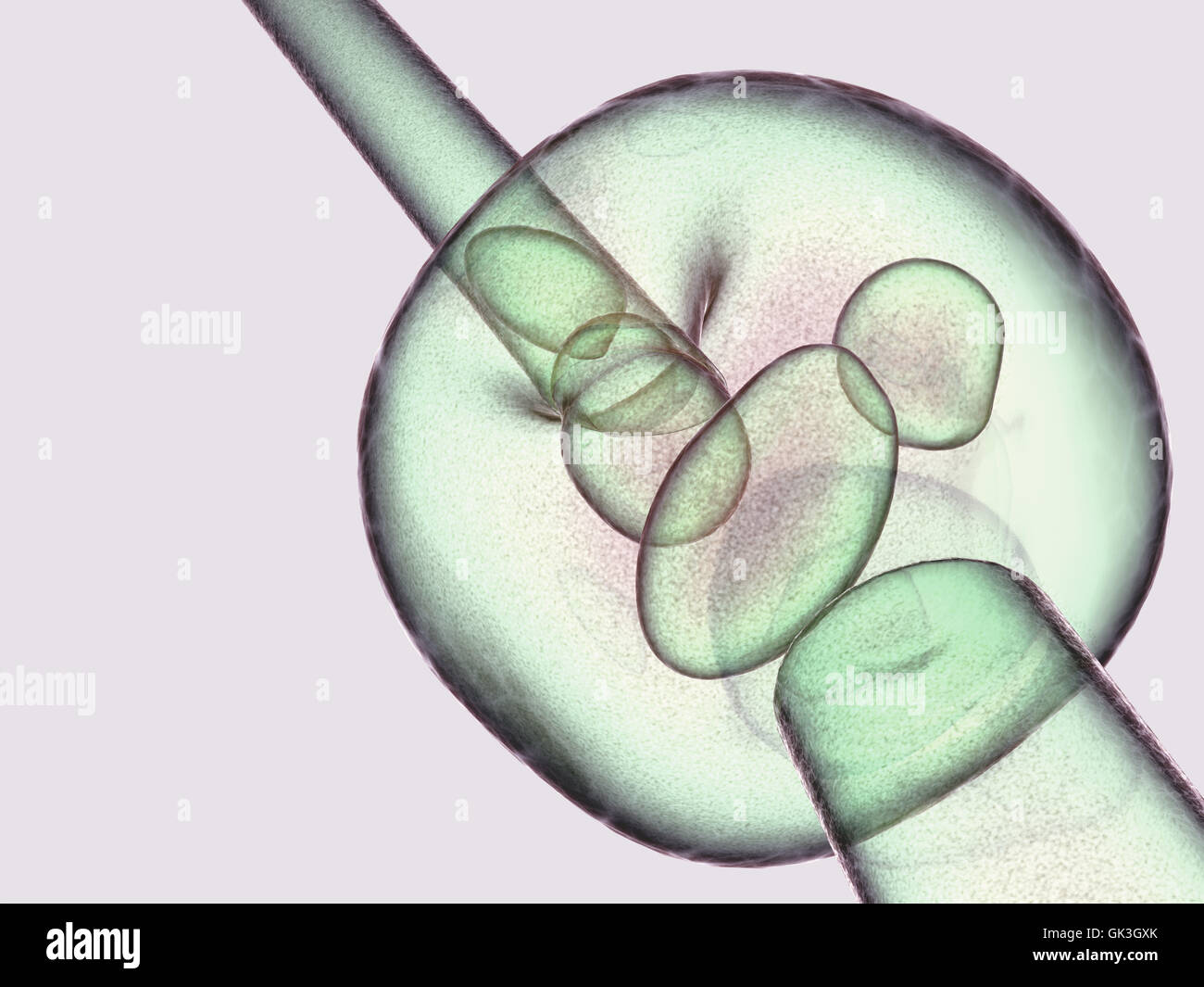 La fécondation in vitro la fécondation Banque D'Images