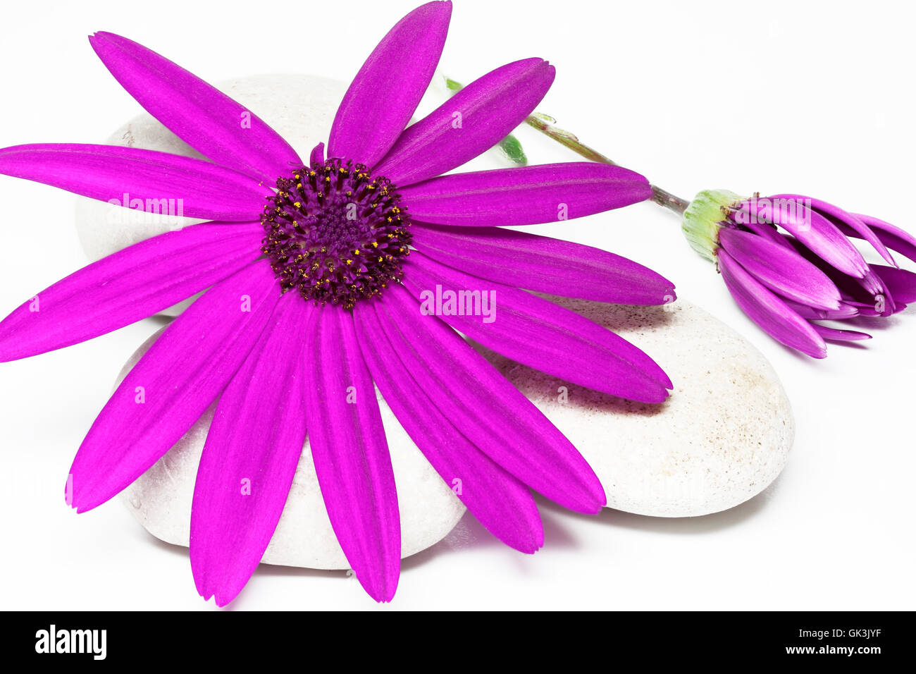 Senetti pericallis - rose Banque D'Images