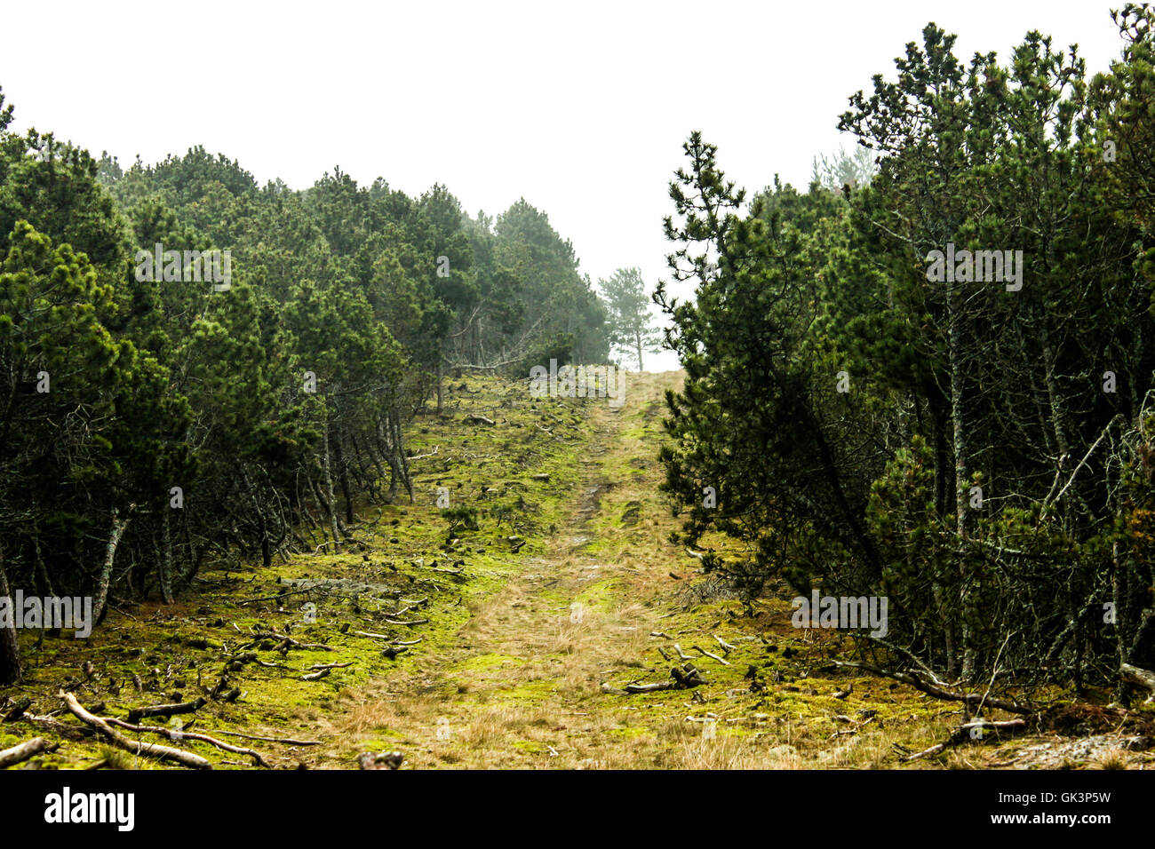 Moss chemin à travers les pins Banque D'Images