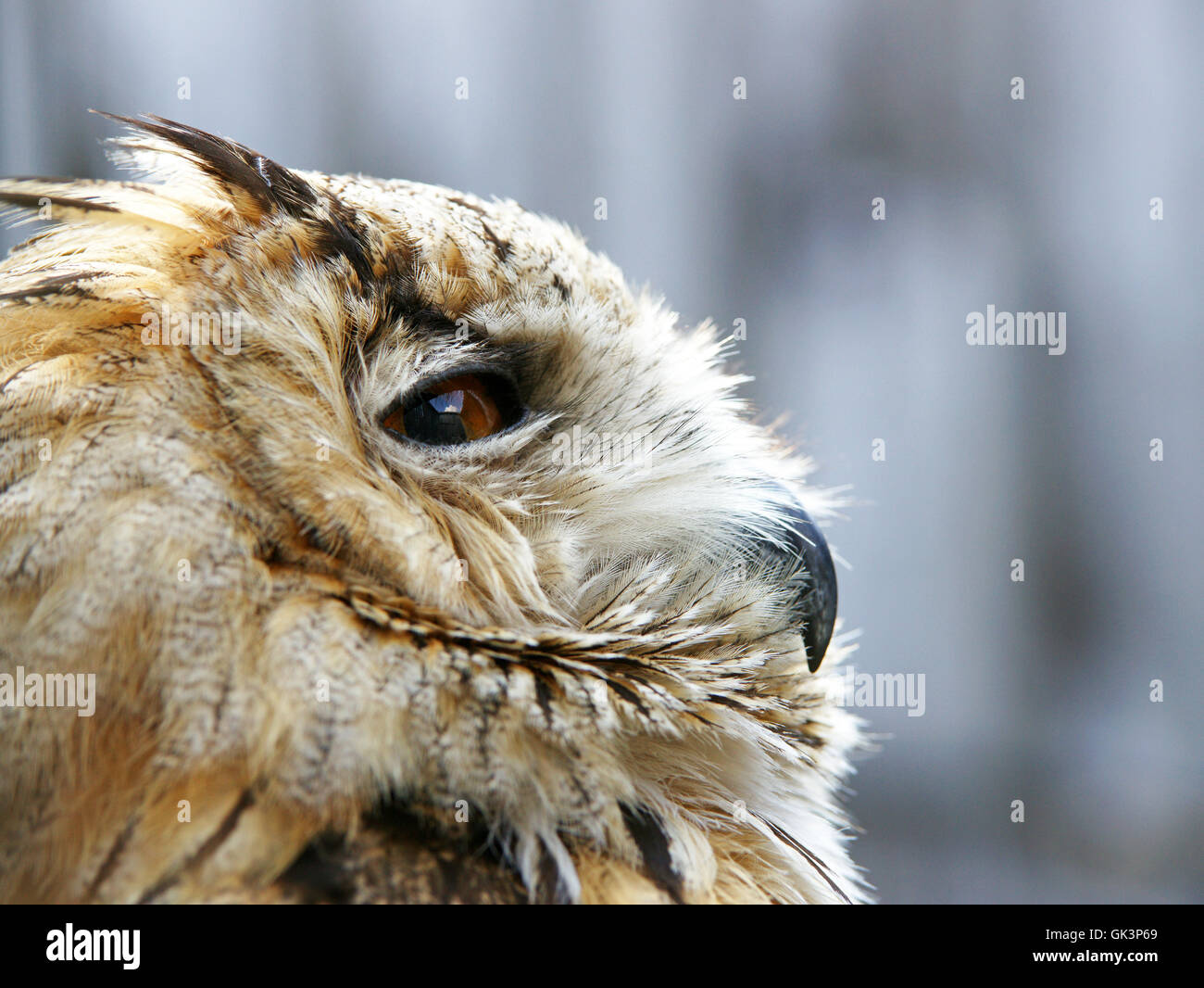 L'eagle owl - hibou-aigle Banque D'Images
