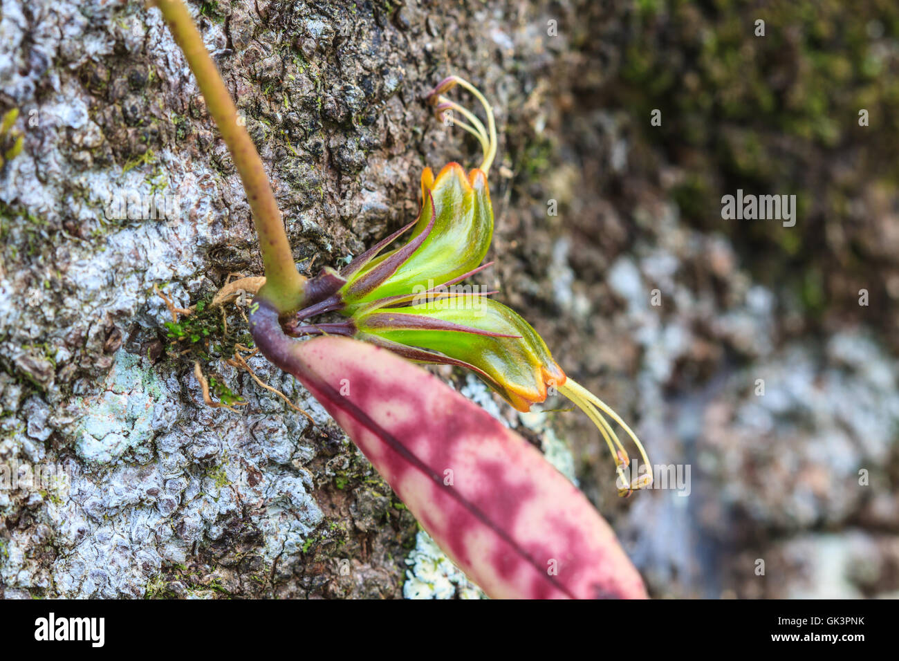 Aeschynanthus Hildebrandii, fleurs sauvages en forêt, Thaïlande Banque D'Images