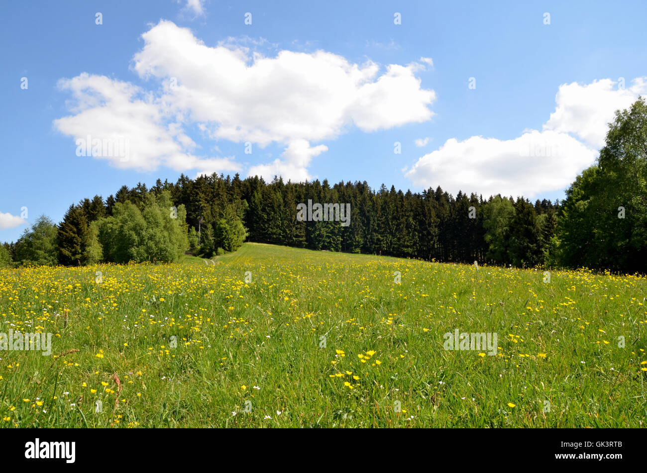 Paysage fleur meadow cloud sky Banque D'Images