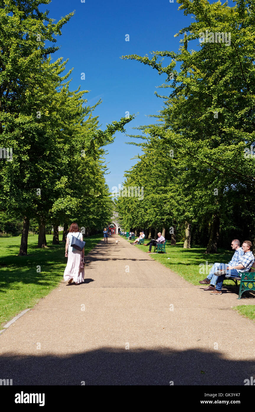 Avenue de Ginkgo & Castle Mews, Bute Park, Cardiff, Pays de Galles, Royaume-Uni. Banque D'Images