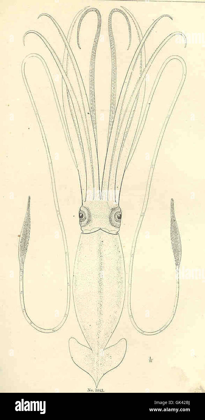 Les céphalopodes, une classe de mollusques, sont présentés sous diverses formes. Connus pour leur intelligence avancée et leurs comportements complexes, les céphalopodes comprennent les calmars, les pieuvres et les seiches, qui jouent un rôle clé dans les écosystèmes marins. Banque D'Images