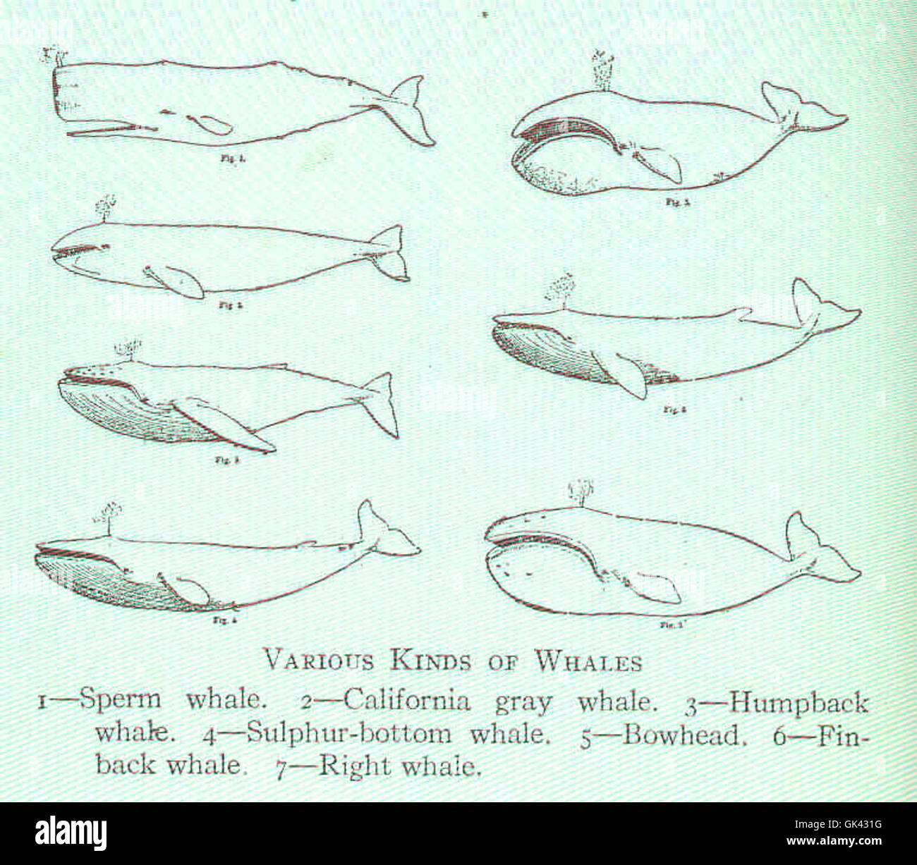 44646 Divers types de baleines 1cachalot baleine grise de Californie