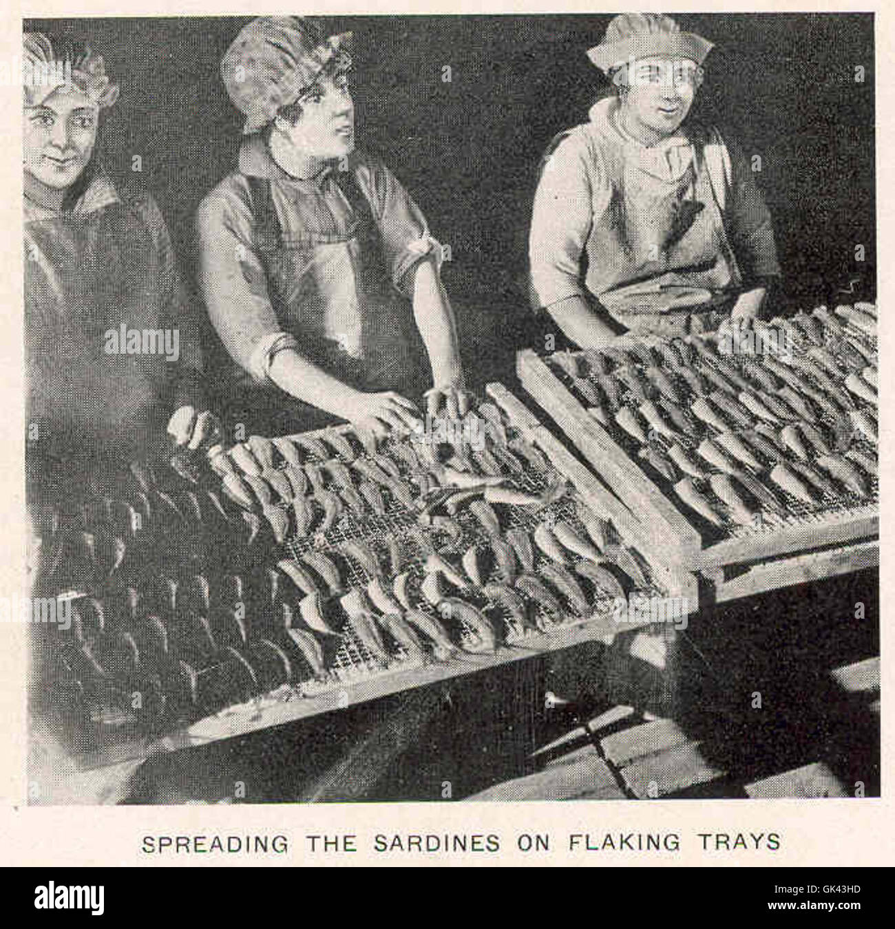 Le processus d'épandage des sardines sur des plateaux d'écaillage, une étape clé dans la préparation du poisson pour la conservation. Les sardines sont une espèce de poisson importante dans l'industrie des fruits de mer, en particulier dans les processus de mise en conserve et de séchage. Banque D'Images