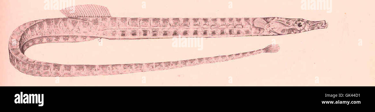 Syngnathus curtirostris, communément connu sous le nom de poisson commun à museau court, est une espèce de poisson commun que l'on trouve dans les eaux côtières. Son corps élancé et son museau long et étroit sont des caractéristiques caractéristiques. Banque D'Images