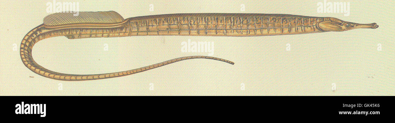 Les espèces de rachis appartiennent à la famille des Syngnathidae et sont connues pour leurs corps longs et minces et leurs bouches ressemblant au museau. Ils habitent les eaux côtières peu profondes et sont souvent trouvés dans les herbiers marins et les récifs coralliens. Banque D'Images