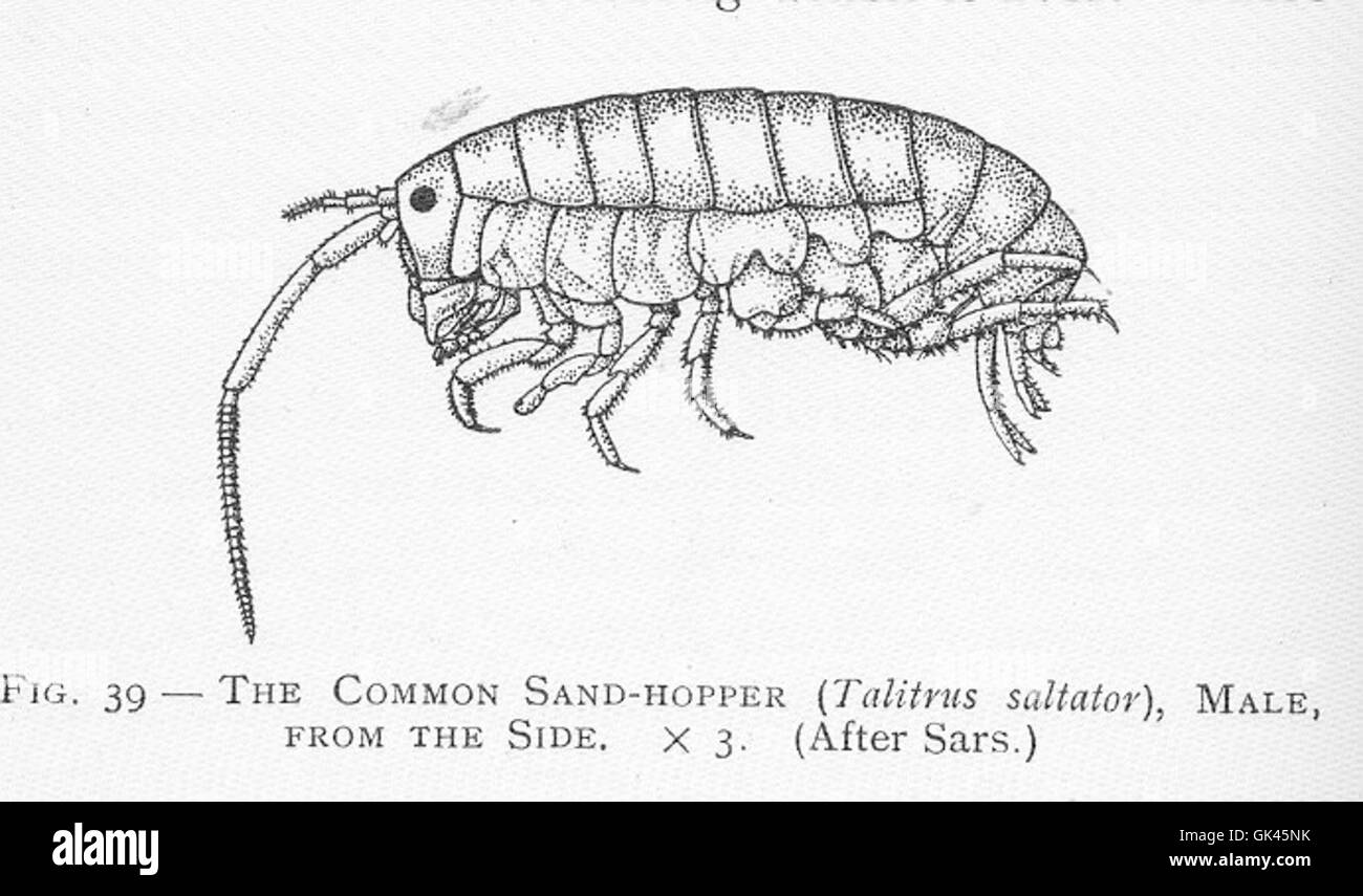 Le sablier commun (Talitrus saltator) est une espèce d'amphipode que l'on trouve sur les plages de sable. Le mâle de l'espèce peut être identifié par son corps allongé et sa capacité à sauter. Ces créatures jouent un rôle important dans les écosystèmes des plages en décomposant les matières organiques. Banque D'Images