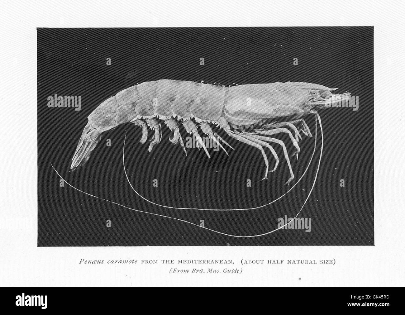 *Penaeus caramote*, une espèce de crevette de la région méditerranéenne, est une espèce commercialement importante connue pour sa taille et sa saveur. Il est largement pêché dans la mer Méditerranée pour les marchés locaux et internationaux. Banque D'Images