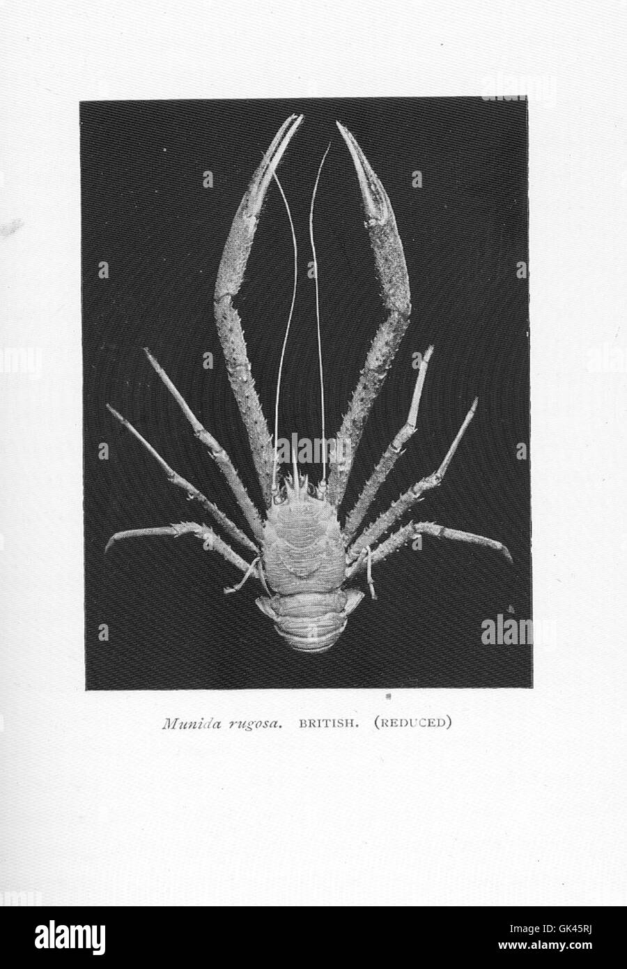 *Munida rugosa*, espèce de homard squat, présente dans les eaux britanniques. Connue pour son exosquelette rugueux et son adaptabilité aux différents environnements marins, cette espèce joue un rôle dans l’écosystème marin local. Banque D'Images