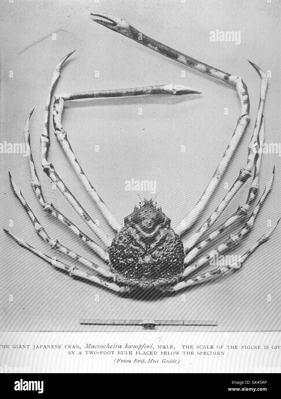 Le crabe géant japonais, Macrocheira kempferi, est une grande espèce de crabe que l'on trouve dans l'océan Pacifique. Le spécimen mâle montré ici est mesuré par rapport à une règle de deux pieds pour illustrer sa taille. Banque D'Images
