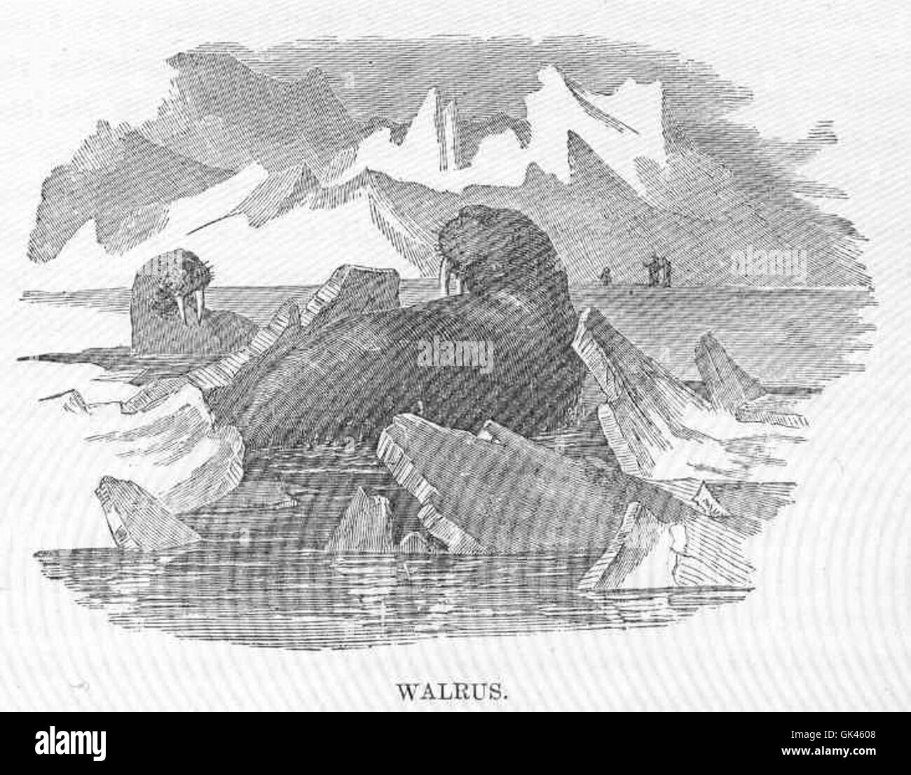 Le morse est un grand mammifère marin trouvé dans les régions arctiques. Connue pour ses défenses et son lard épais, elle joue un rôle clé dans l’écosystème arctique, se nourrissant d’organismes benthiques comme les palourdes et les escargots. Les morses sont des animaux sociaux, souvent vus en grands groupes sur les banquises. Banque D'Images