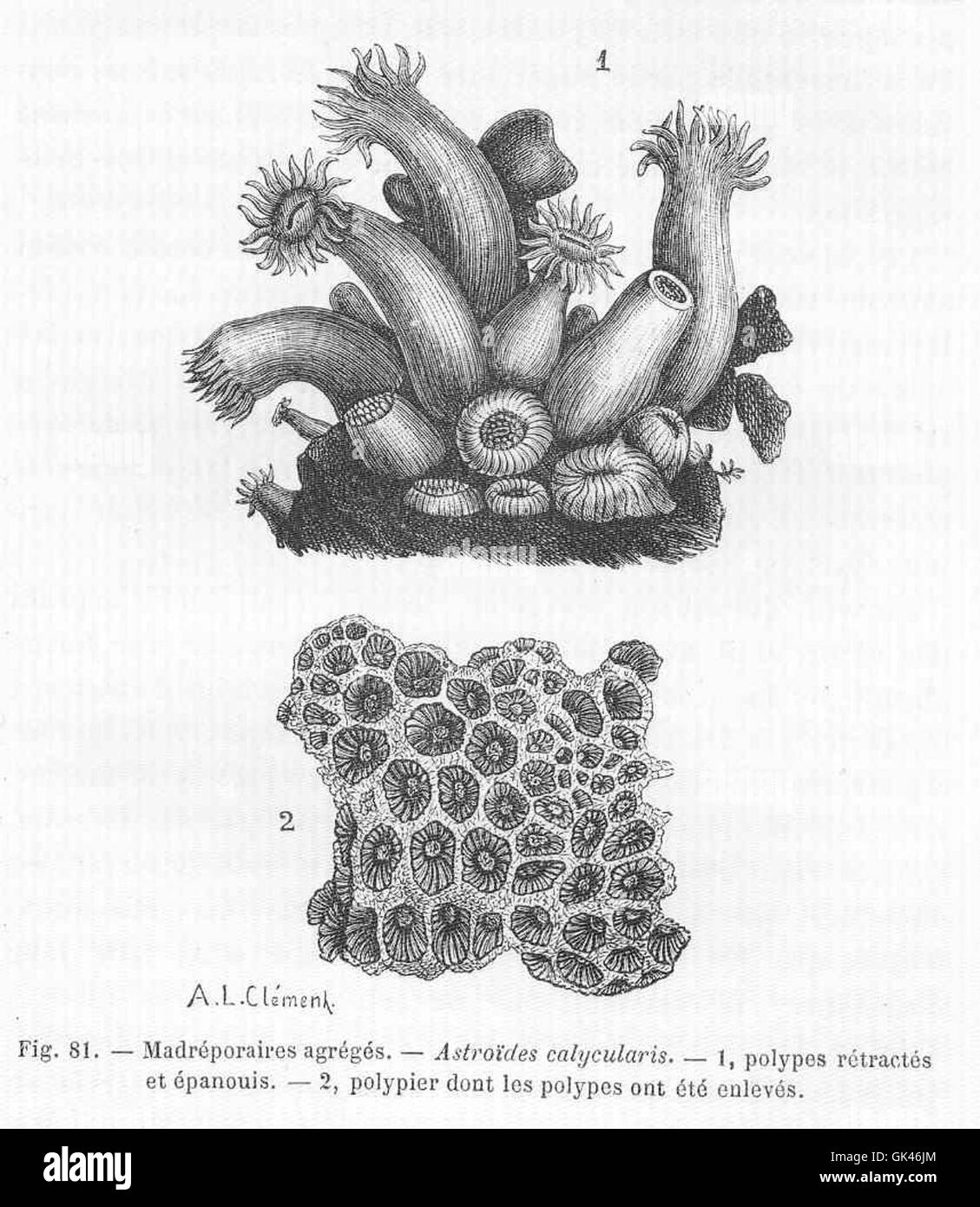 Astroides calycularis est une espèce de corail appartenant à la famille des Madreporariidae. Cette espèce forme des colonies dans des eaux chaudes et peu profondes et joue un rôle dans les écosystèmes des récifs coralliens, contribuant à leur biodiversité. Banque D'Images