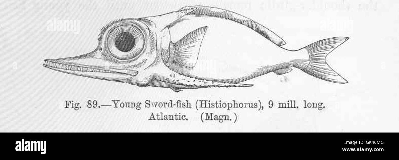 47035 jeunes Sword-poisson (Histiophorus) Atlantique Banque D'Images
