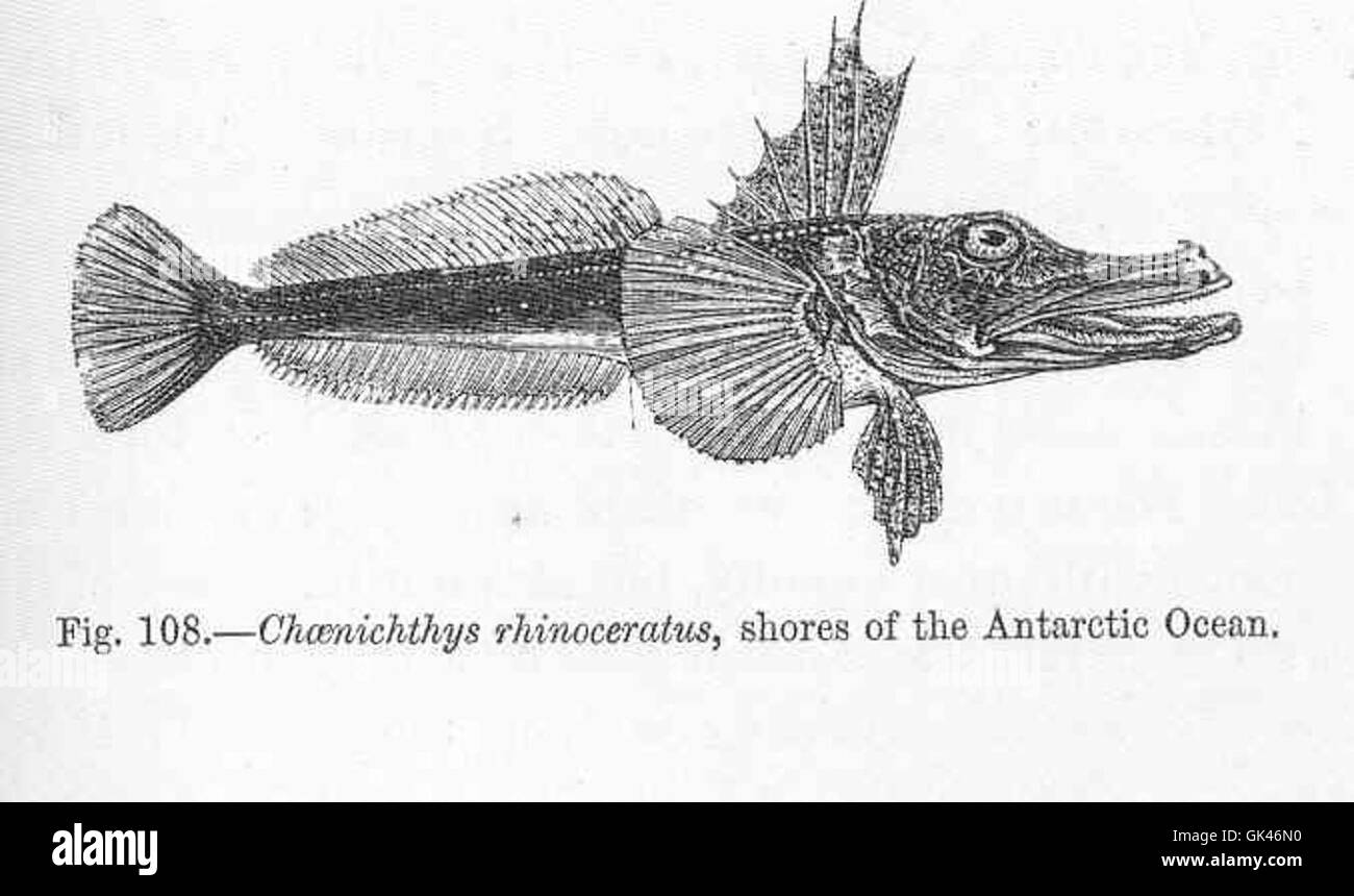 Chaenichthys rhinoceratus est une espèce de poisson de glace trouvée le long des rives de l'océan Antarctique. Ce poisson est remarquable pour ses adaptations aux températures froides et inférieures à zéro de l'océan Austral, ce qui en fait un élément vital de l'écosystème marin antarctique. Banque D'Images